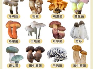 成人蘑菇 18 国产免费：鲜嫩可口，营养丰富的食用菌